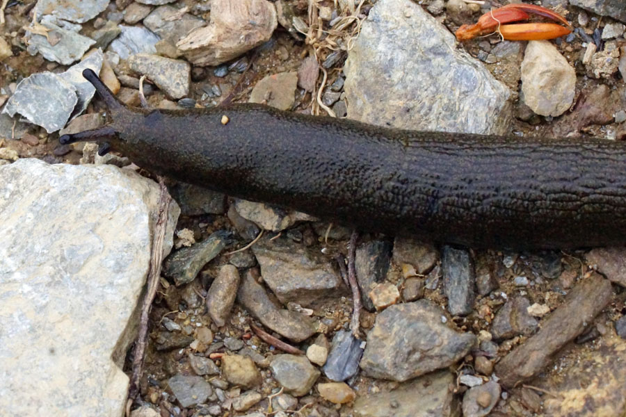 Limax dalla Sardegna [Arion sp.]